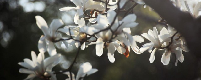 上海的市花是什么 关于上海的市花的介绍