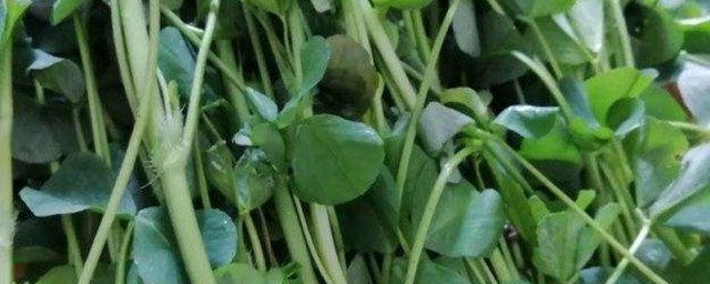 苜蓿播种步骤及条件 苜蓿草种植办法