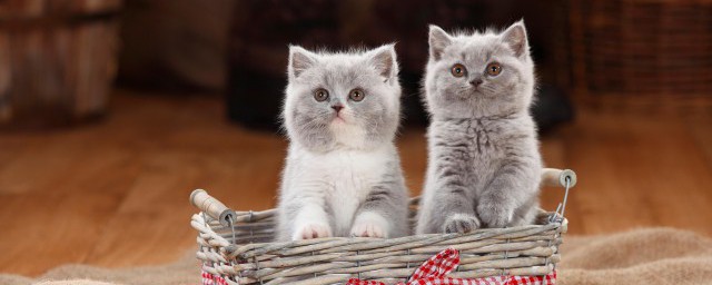 分享几个养猫小技巧 养猫小技巧有哪些