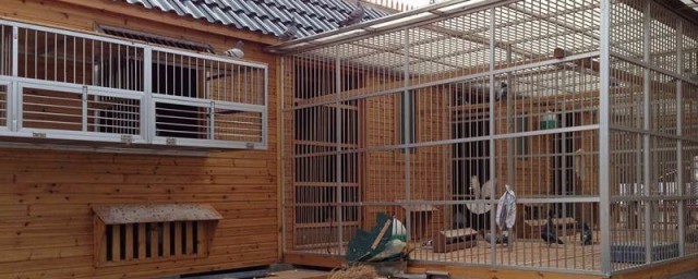 鸽子巢的最佳搭建技巧 鸽子棚怎样搭建