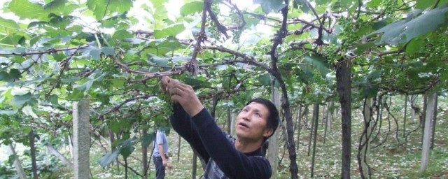 葡萄树苗修剪的精确技巧 怎样修剪葡萄树
