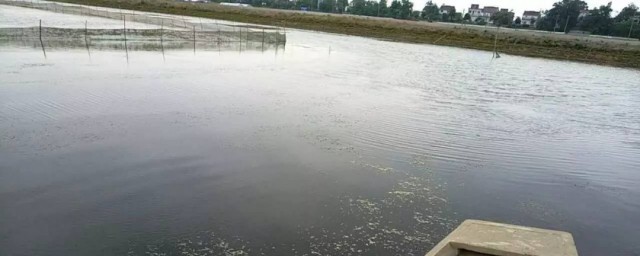 养蟹塘水浑处理技巧 蟹塘水浑了怎样办