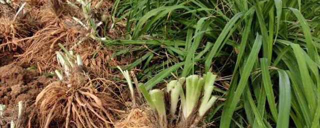 黄花菜种子的种植办法 黄花菜种子种植6个方式