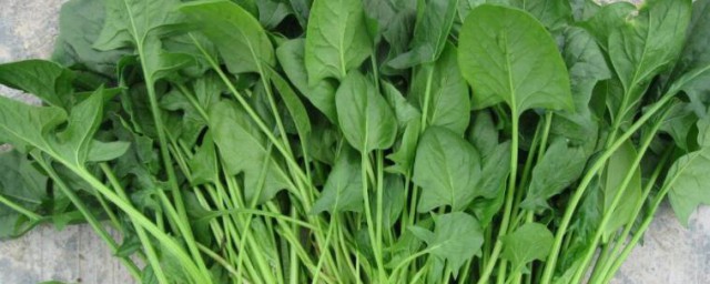 南方露天菠菜种植技巧和时间 菠菜怎样种植