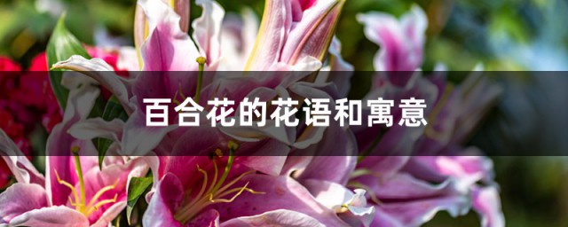 百合花的花语和寓意 常见的百合花有几种