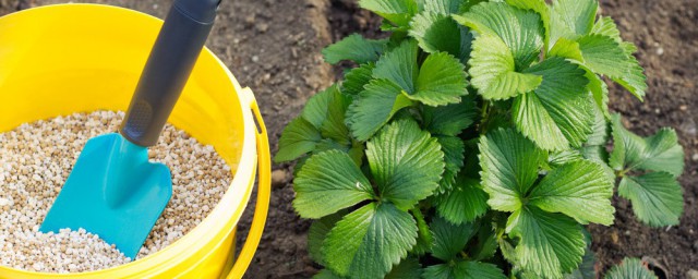 家庭果树花卉施肥技巧 种花施肥怎样不烧根