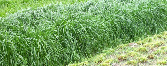 牧草施肥技巧和时间 牧草追肥用什么肥为主