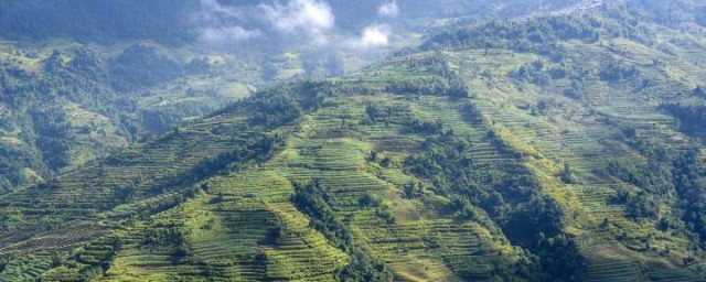 普洱茶产地是哪里 普洱茶产地介绍