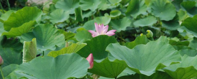 池塘种藕精确技巧 池塘种藕精确技巧是什么