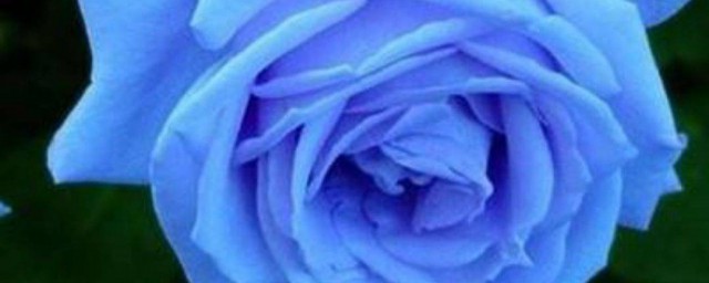 蓝色月季花的养殖办法 蓝色月季花的养殖要领介绍