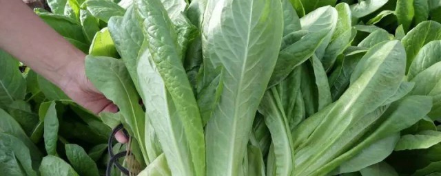 芝麻菜的功效与忌讳 芝麻菜有什么好处