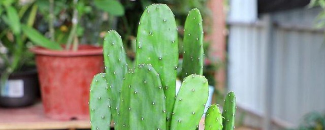仙人掌开花种植办法和注意事项 仙人掌怎么种植