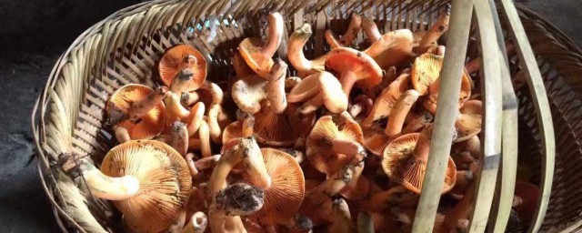 枞菌怎样洗 枞菌的清洗技巧