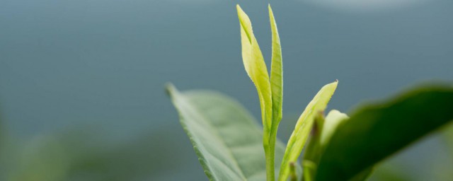 喝安吉白茶有什么好处和坏处 安吉白茶的功效和忌讳