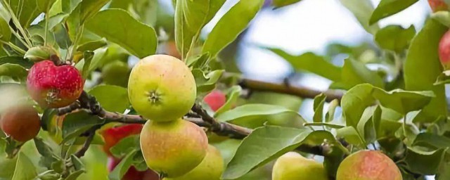 苹果树一年的管理方法 苹果树一年管理的6个方面