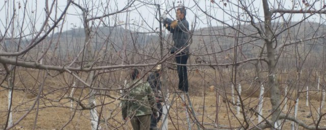 苹果四月份管理要领 苹果树春季如何病虫害