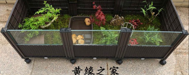 黄缘龟苗加温饲养技巧 黄缘龟苗加温饲养事项