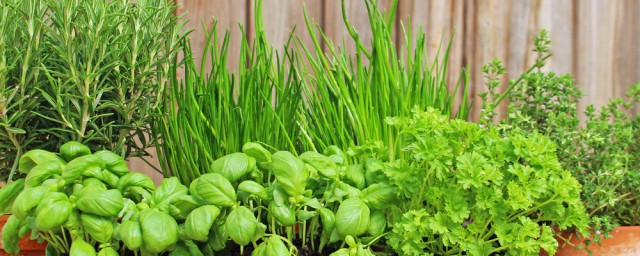 盆栽香葱种植要领和时间 香葱应该怎么播种