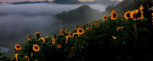 向日葵的花语是什么 向日葵的寓意