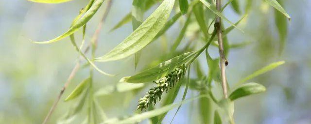 柳花是什么季节的 柳花开放的季节
