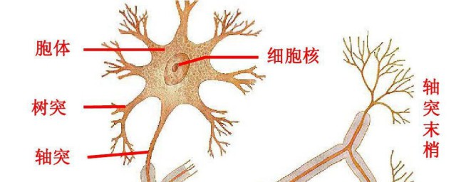 神经元的结构组成 神经元的结构组成是什么