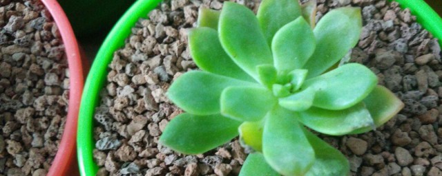 多肉叶片干瘪是如何回事 多肉叶片干瘪原因