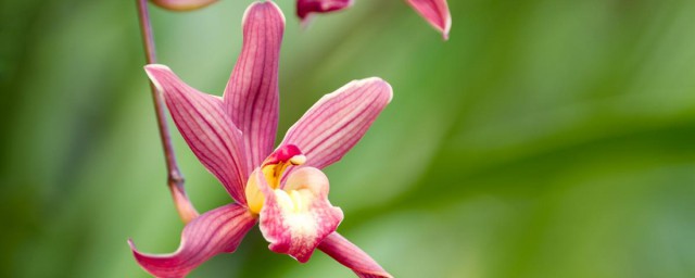 花中君子指的什么花 花中君子花的介绍