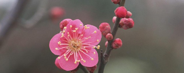 二月开什么花 二月会开的四种花介绍