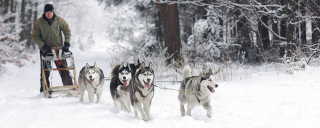 雪橇犬有哪些 雪橇犬 雪橇犬的种类有哪些