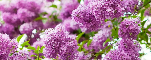 丁香花越冬的技巧 丁香花应该怎样越冬
