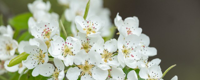 梨花为什么是白色的 梨花的介绍