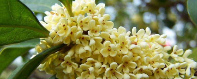 桂花生根粉精确使用技巧 桂花树怎样用生根粉