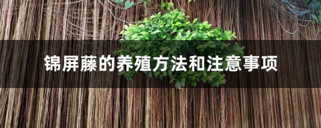 锦屏藤的养殖方式与注意事项 锦屏藤如何养殖