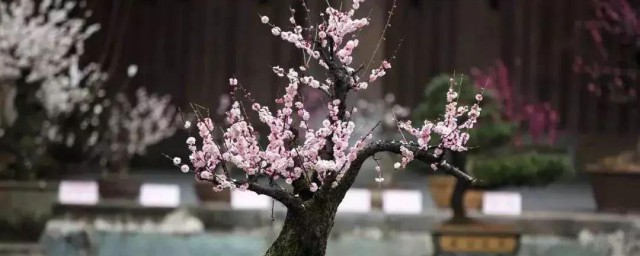 梅花盆景修剪技巧 梅花盆景怎样修剪