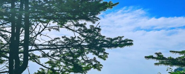 上山怎样找崖柏 上山怎样找崖柏