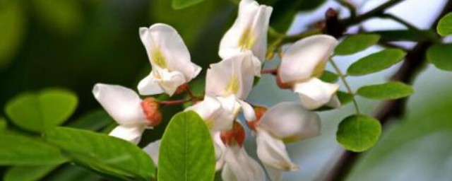 槐花香吗 槐花简单介绍