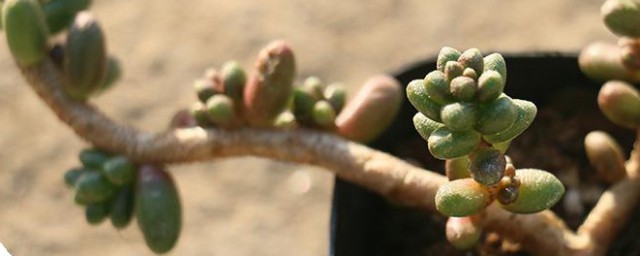 多肉绿毛豆老桩种植办法养护 多肉绿毛豆老桩种植要领养护简单介绍