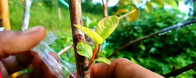 果树嫁接芽接法 果树嫁接芽接法步骤