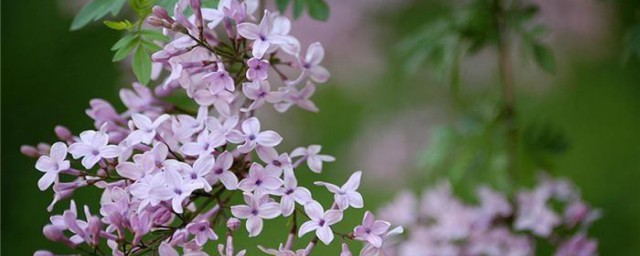 丁香花越冬技巧 丁香花怎样越冬