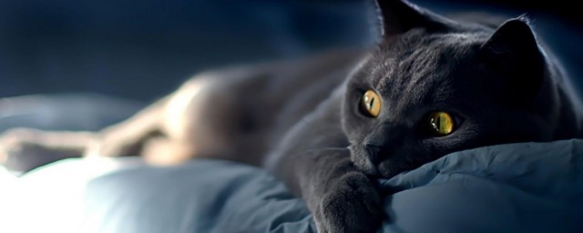 养黑色的猫有什么好处 黑猫有哪些独特的个性