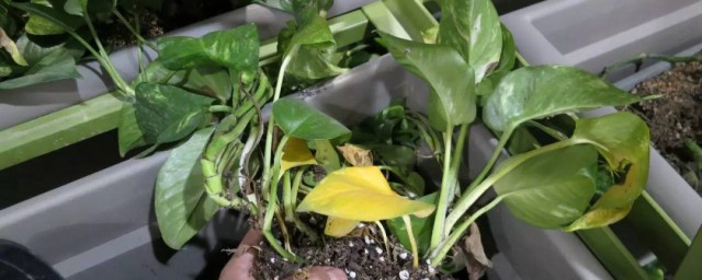 刚移栽的绿萝怎样做才长得好 种植刚移栽的绿萝技巧