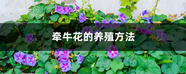 牵牛花的养殖要领有哪些 牵牛花的养殖办法介绍