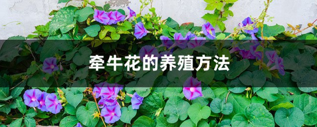 牵牛花的养殖要领有哪些 牵牛花的养殖办法介绍