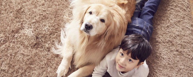 长毛犬养护技巧 长毛犬养护技巧有什么