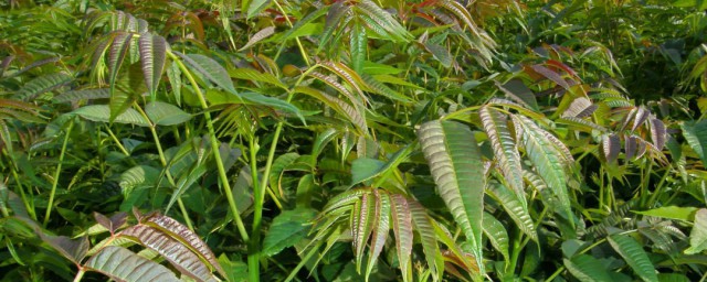 大棚种植香椿芽技术 大棚香椿芽种植技术详细介绍
