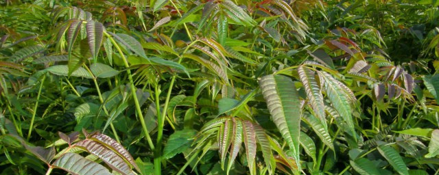 大棚种植香椿芽技术 大棚香椿芽种植技术详细介绍