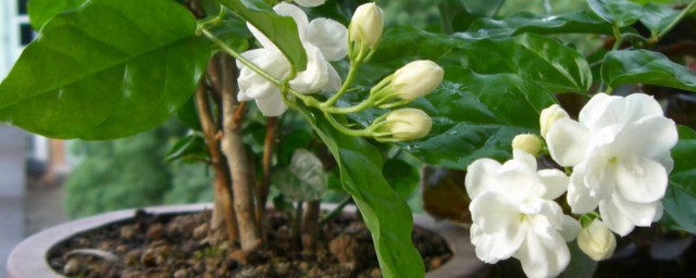 茉莉花的配土要领 茉莉花怎么配土