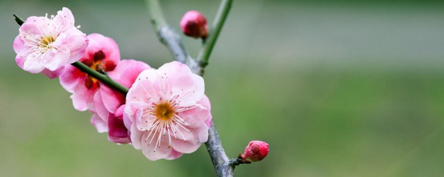 梅花代表什么生肖 梅花代表的生肖是什么