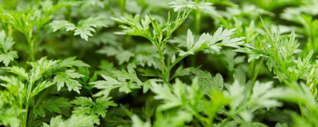 艾草洗脸的精确技巧和功效 艾草洗脸的精确技巧和功效是什么