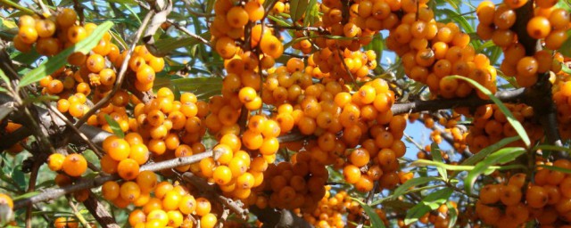 种植沙棘的精确技巧 怎样种植沙棘